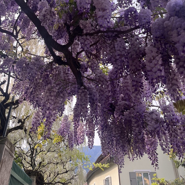 Wisteria_Bolzano