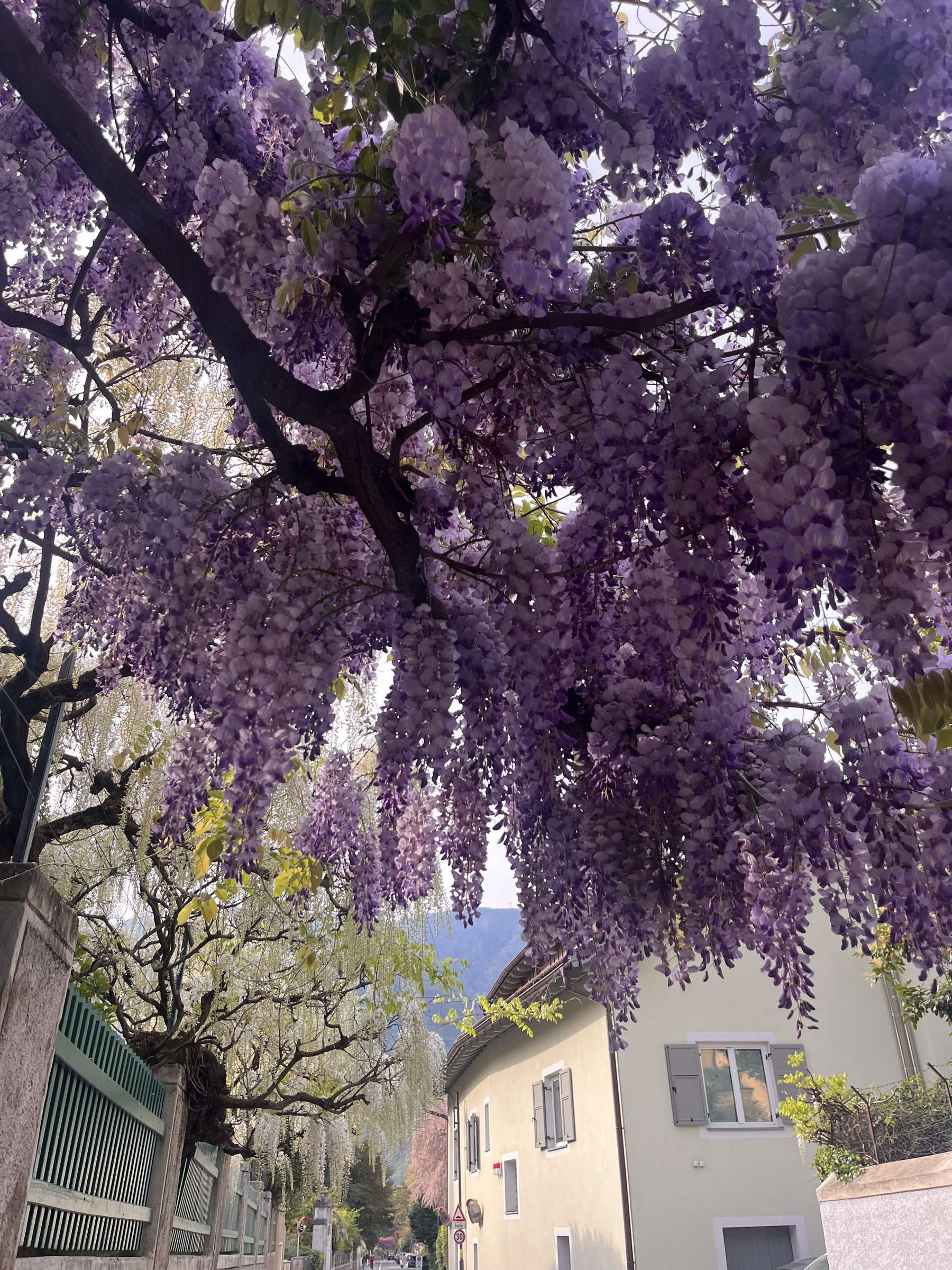 Wisteria_Bolzano